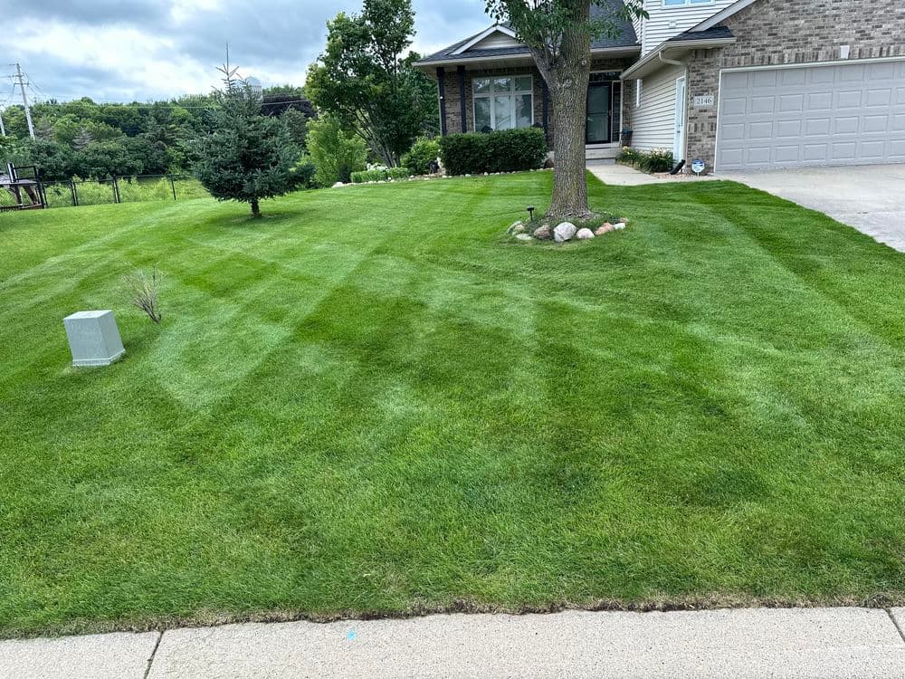 Well-manicured lawn with striped patterns and a tree in a suburban front yard.