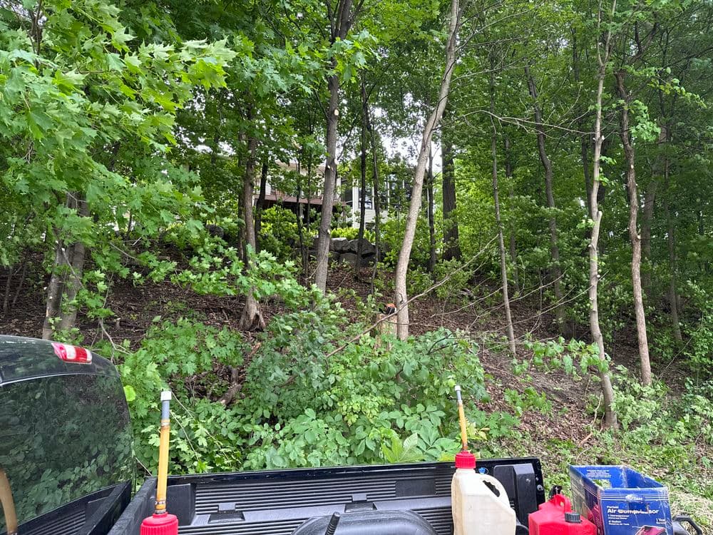 Truck bed with tools and gas cans in a forested area with dense greenery and trees.