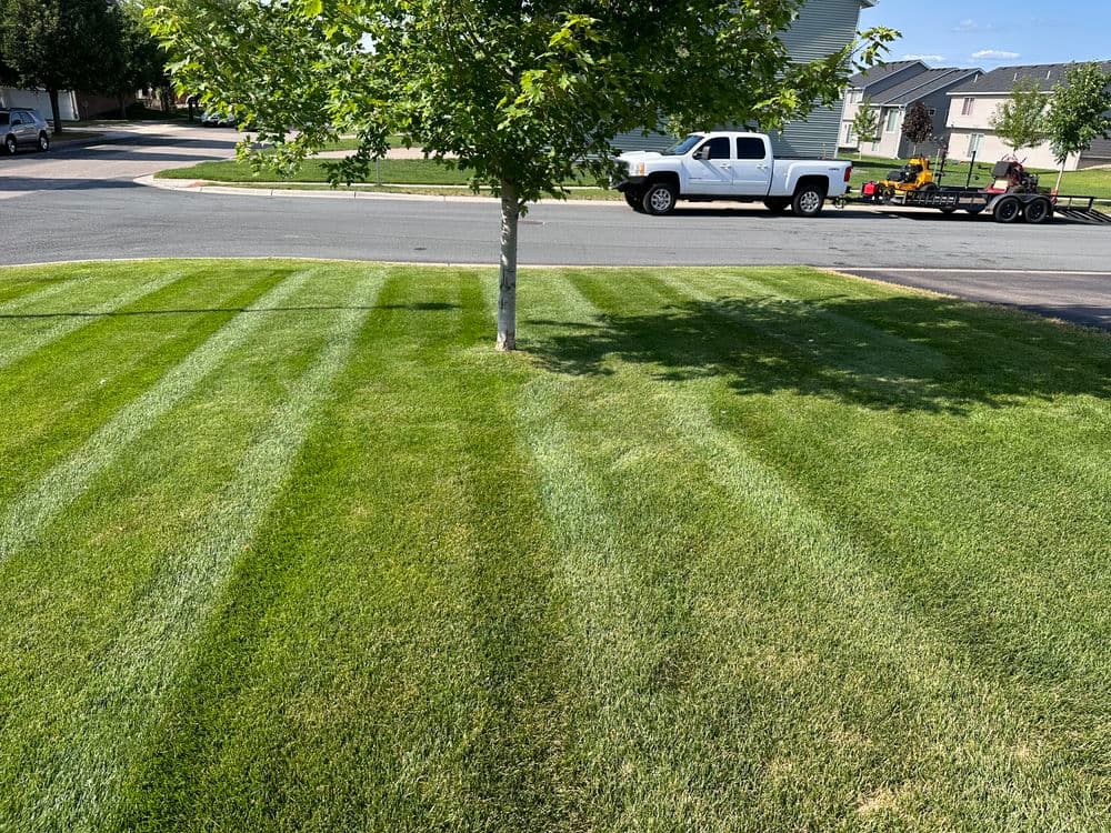 Well-manicured lawn with stripes beneath a tree and a truck on a suburban street.