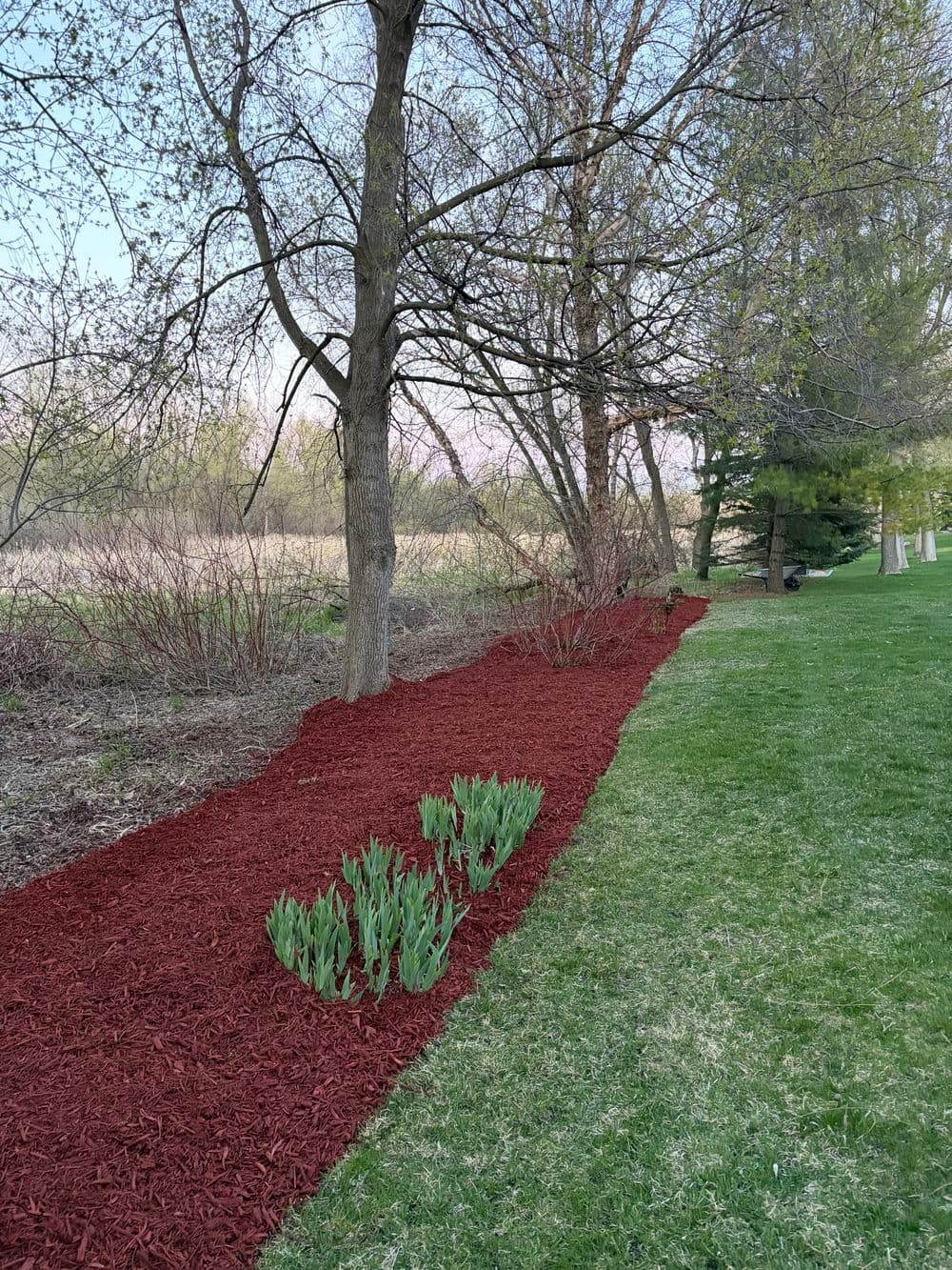 Gallery photos for 7 Yards of Red Mulch Along the Tree Line in Chaska: Image #1