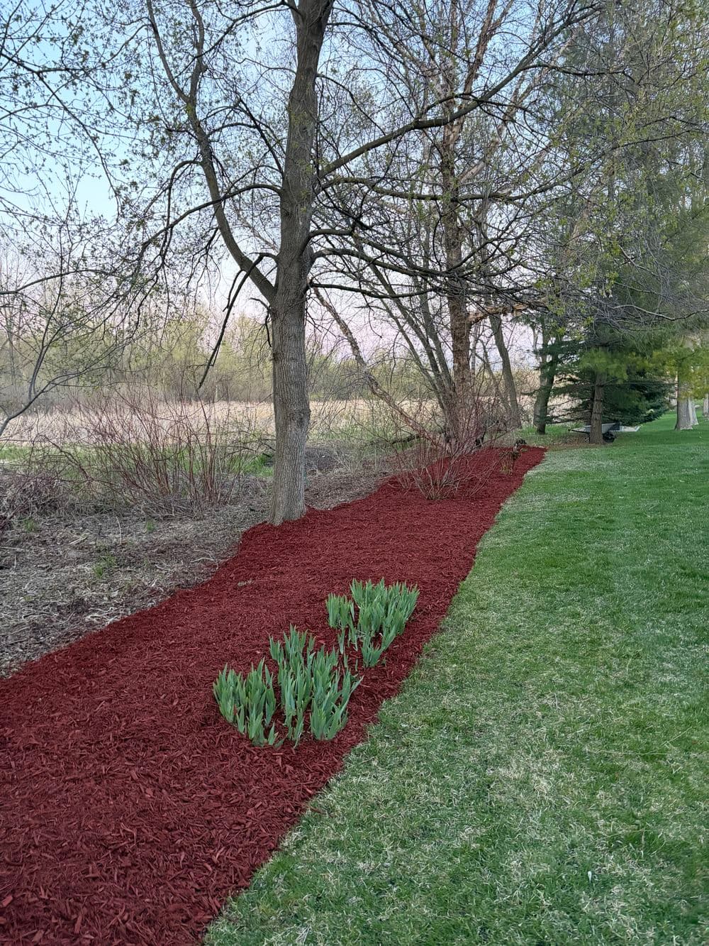 Gallery photos for 7 Yards of Red Mulch Along the Tree Line in Chaska: Image #2