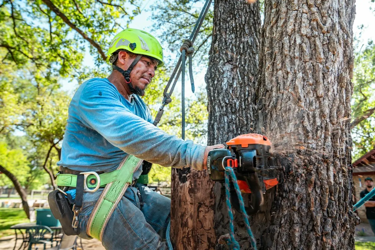 An arborist taking a tree down in sections
