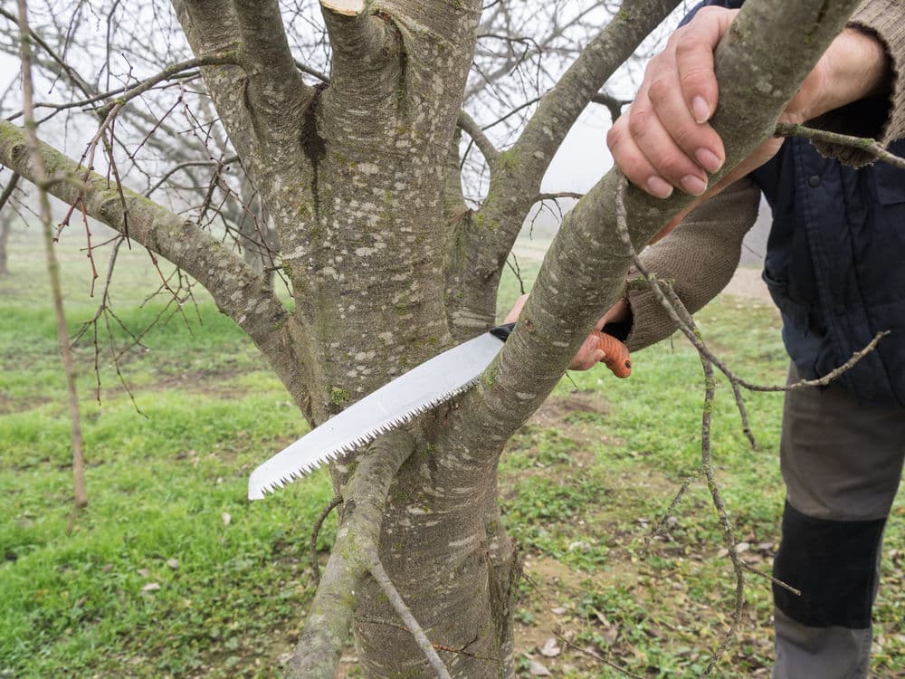 Tree & Shrub Trimming